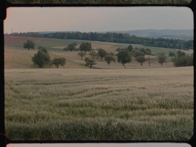 Panorama of a field with grass in a natural setting