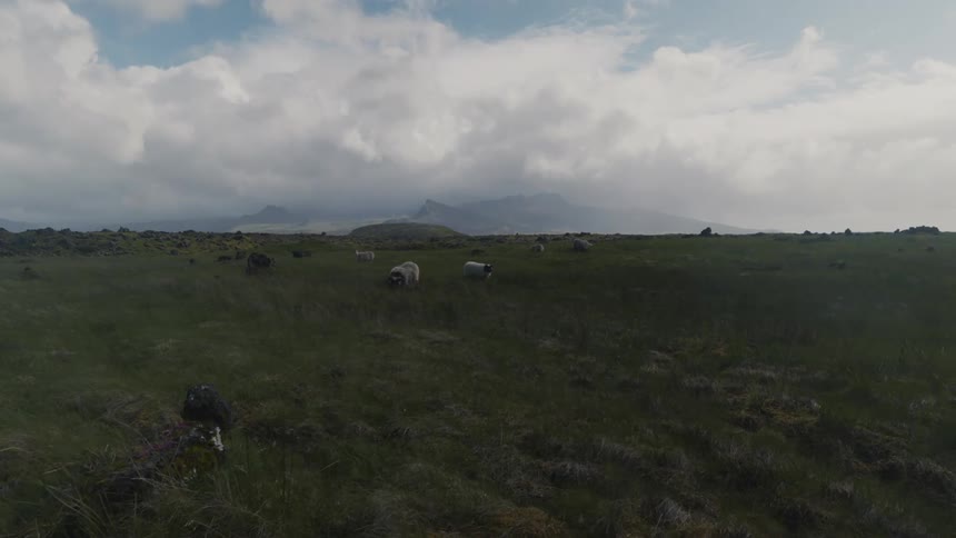 Panorama of a pasture with animals