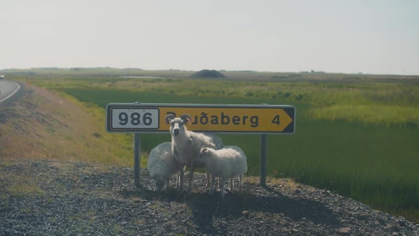 Three white sheep are together under a sign next to a road and behind them is a huge green pasture