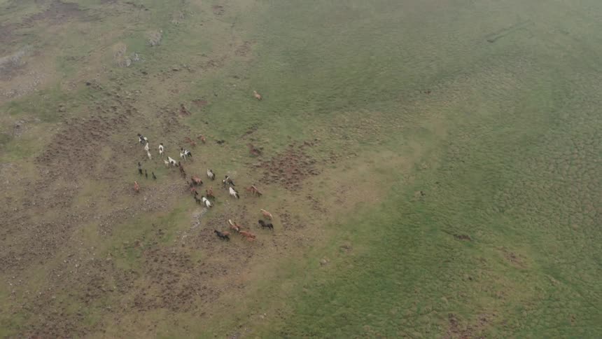 A herd of horses looking for grass to eat