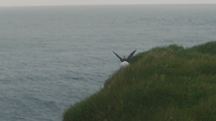 A bird spreading its wing close to the shore near the sea