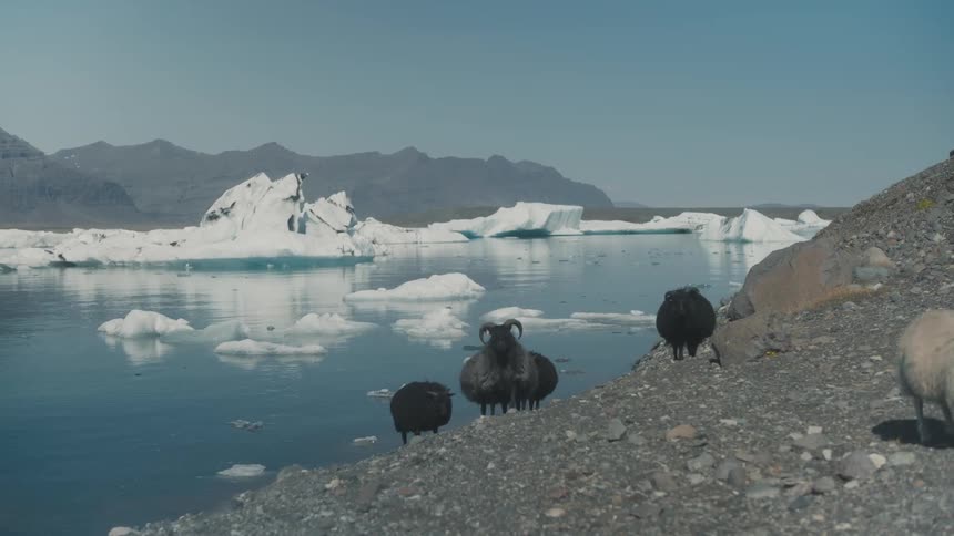 A herd of sheeps in front of icebergs