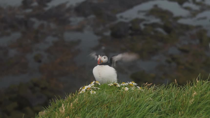 A puffin stands on a top of somewhere grassy and spreads its wings and flaps them