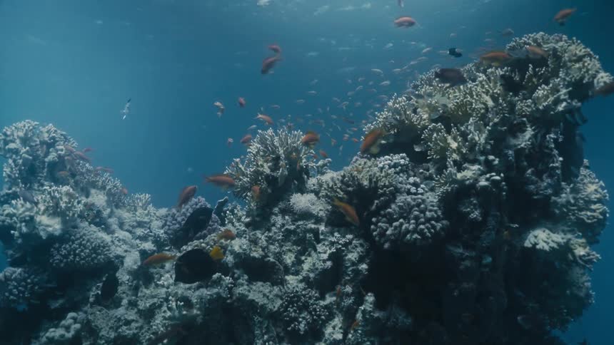 Inside the sea a reef surrounded by fish with sunlight reflection