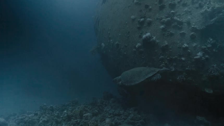 A turtle swimming underwater next to a sunken wreck