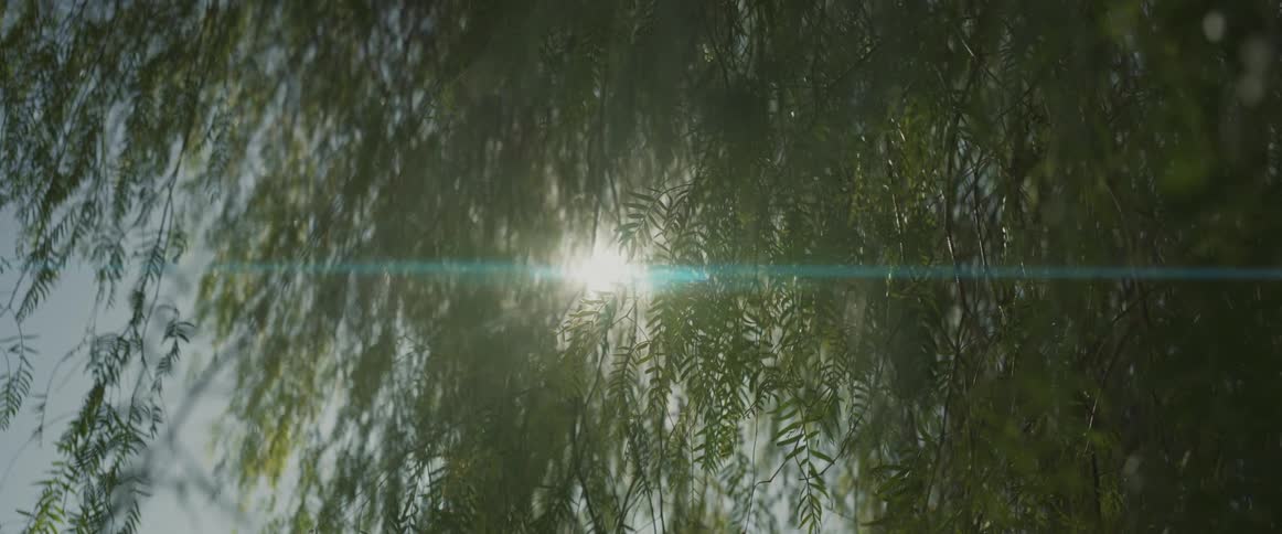 Sunlight peeking between tree branches and leaves