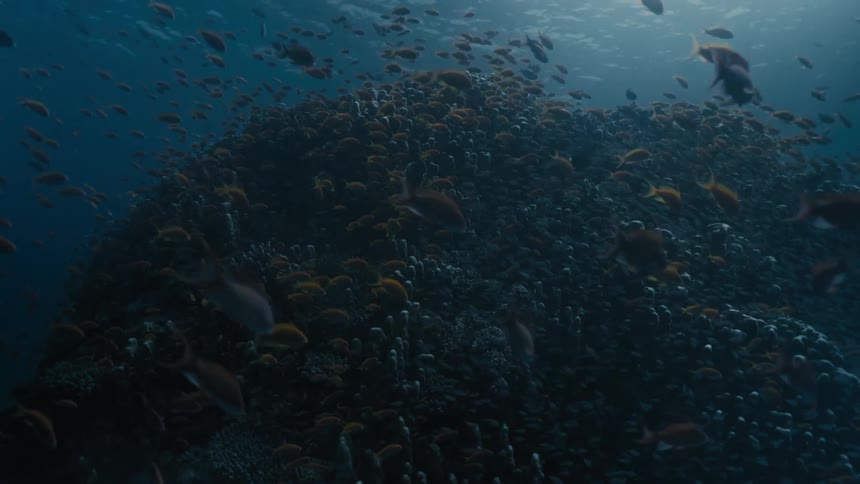 Inside the sea a reef with fish around