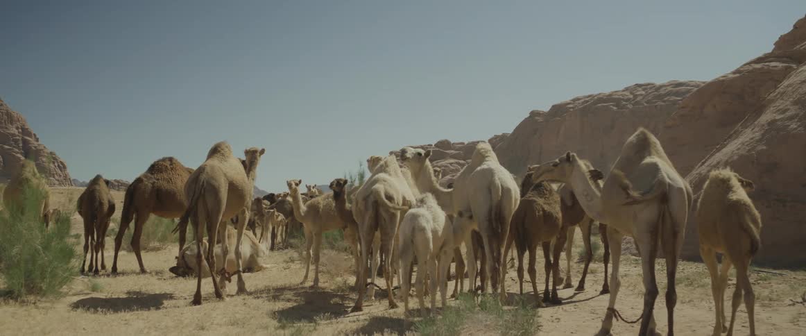 A herd of camels in the desert on a bright sunny day