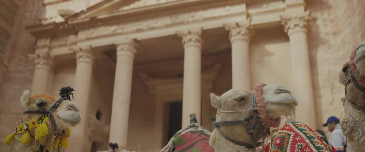 Two camels with saddles stand in front of an ancient wall building with huge pillars