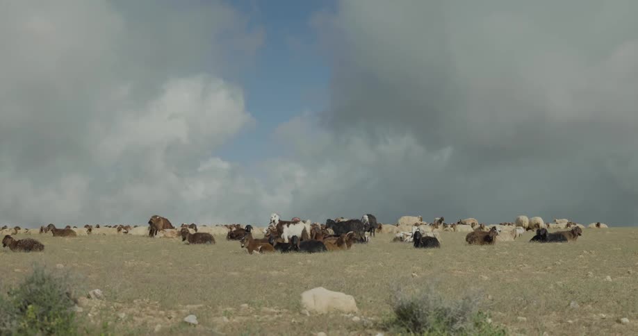 A herd of goats in a grass field and the sky have grey clouds