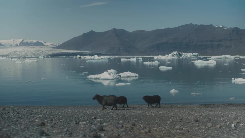 Goats walk along the rocky shoreline of a blue lake filled with chunks of floating icebergs