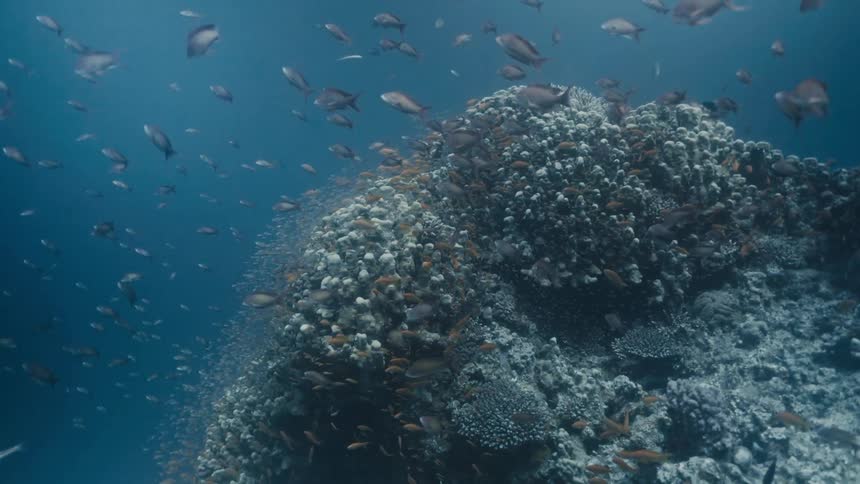 Inside the sea with fish around a reef