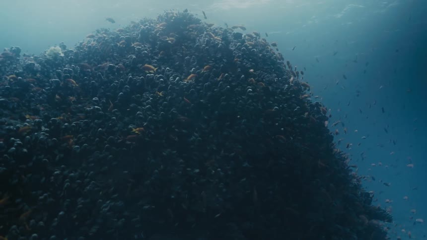 Series of fish swimming in a large group under the ocean