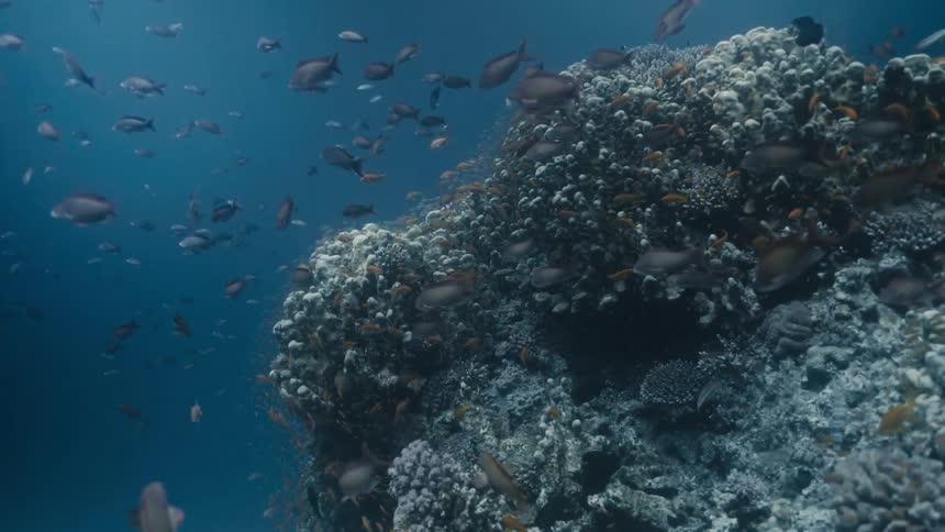 View from inside the sea with a coral reef and fish around