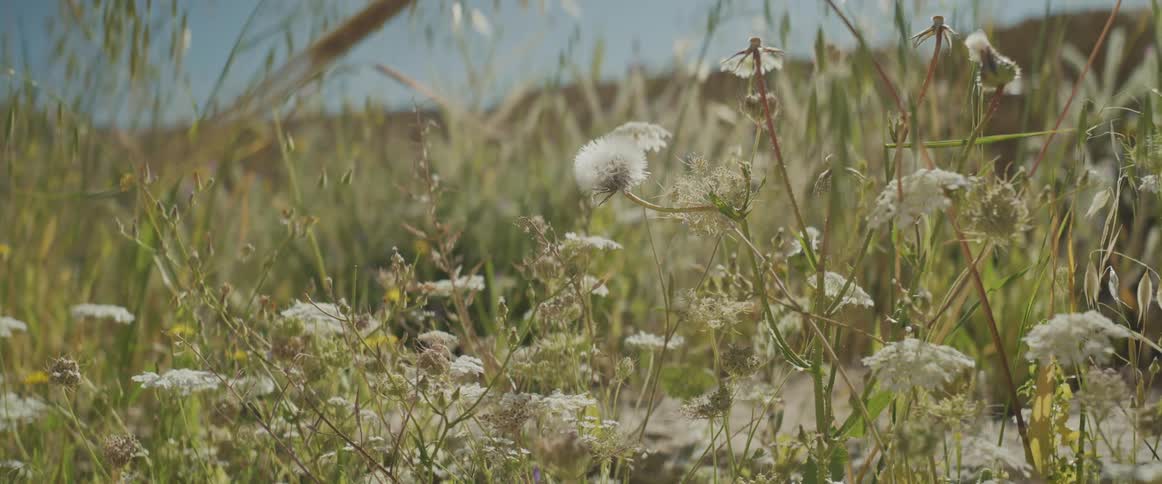 A region with grass and some white flowers