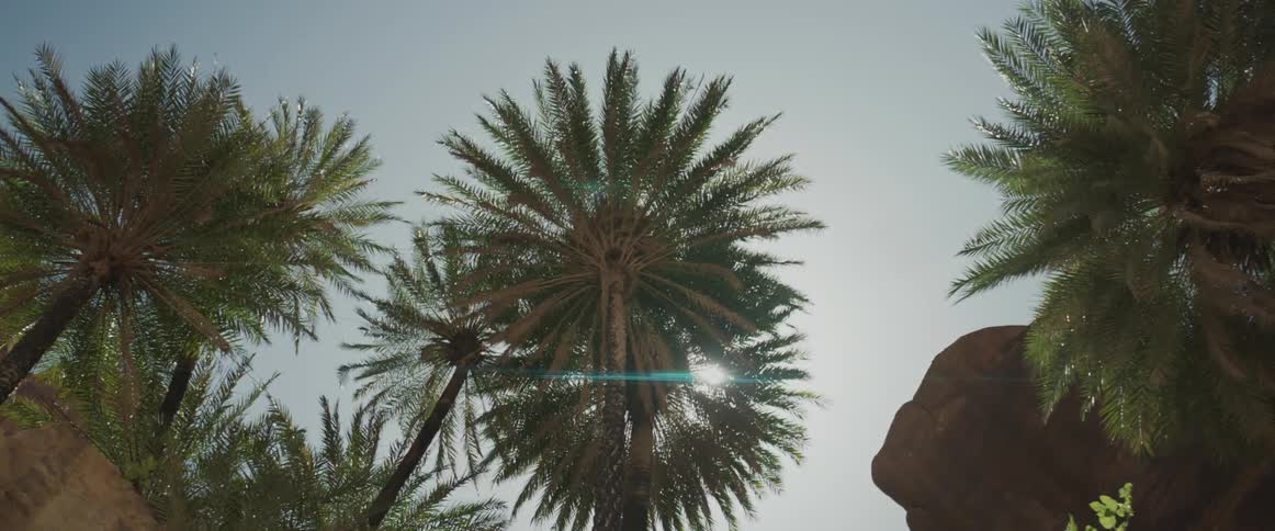 Several tall palm trees sway in the wind on a sunny day