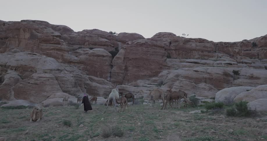 A herd of camels grazing in a desert meadow