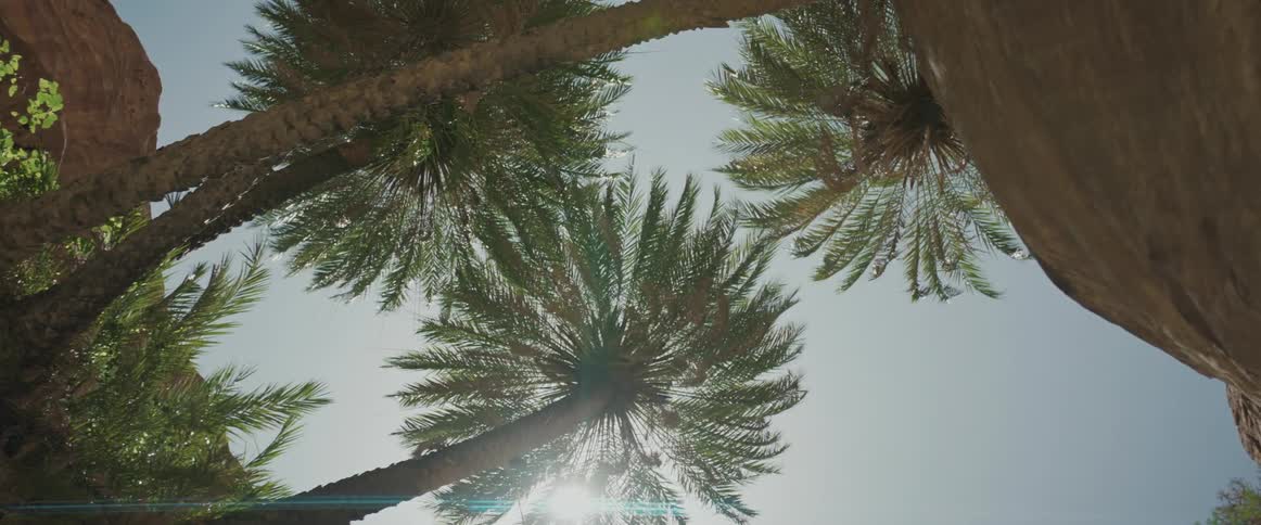 Upward view of tropical trees against a cloudless blue sky
