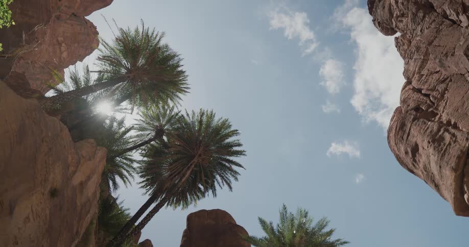 Sun shines through palm trees at top of canyon cliff