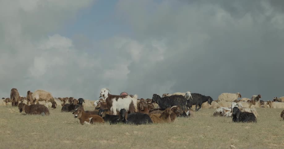 A herd of goats in a pasture on a cloudy day