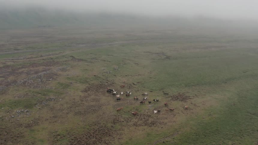 Aerial of a herd grazing in a field during a cloudy day