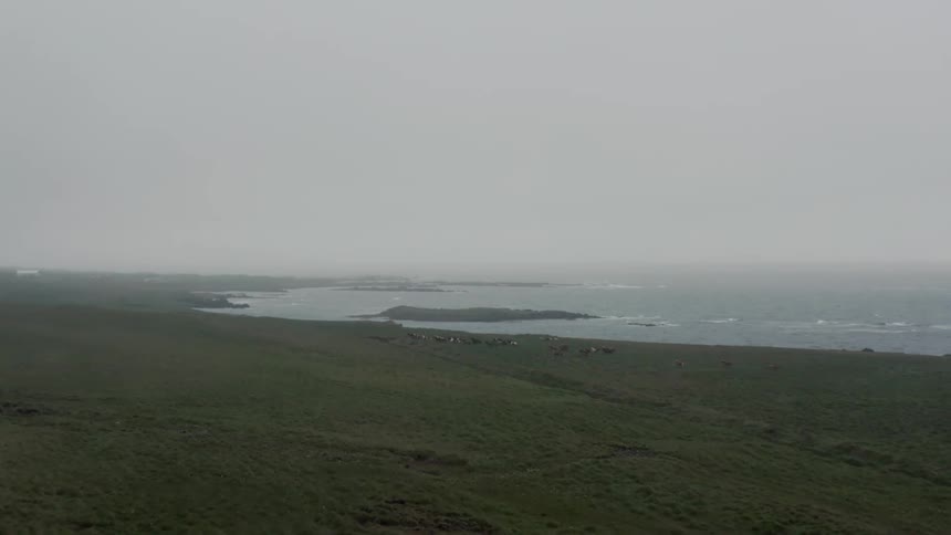 Wild horses running on a grassy highland next to the coastline of a gray sea that blends into the misty sky