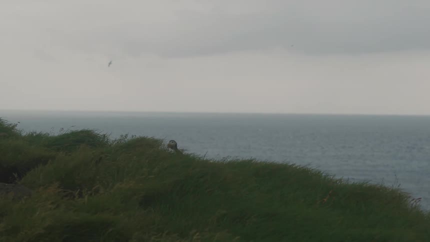 Near the coast is a grassland as a bird flies close to shore