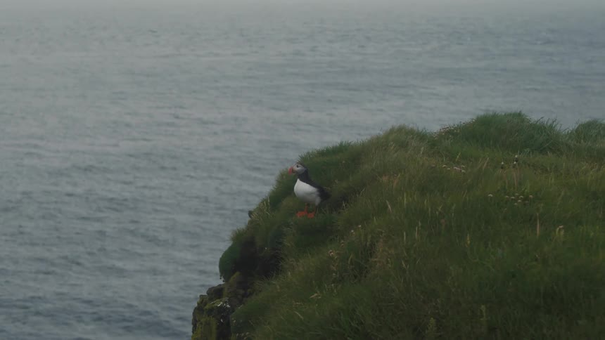 Puffin bird takes flight from a grassy seaside cliff