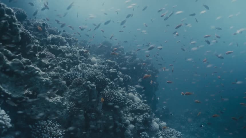 Deep underwater near the ocean floor fishes swim around the coral reef