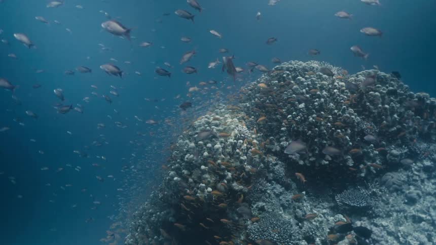 Fish swimming underwater at midday