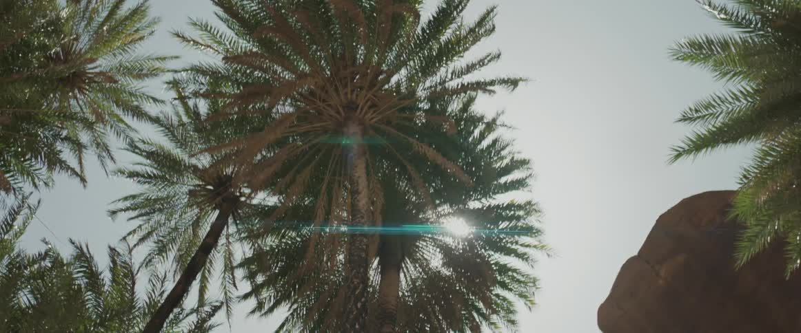 Upward view of tropical trees with sunlight reflections