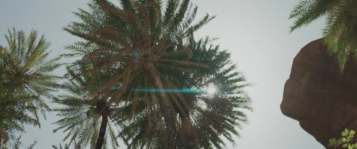 Some palm trees seen from below and sunlight passing through the leaves