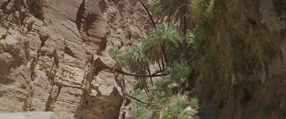 A mountain with green palm trees hanging off of it is shown up close