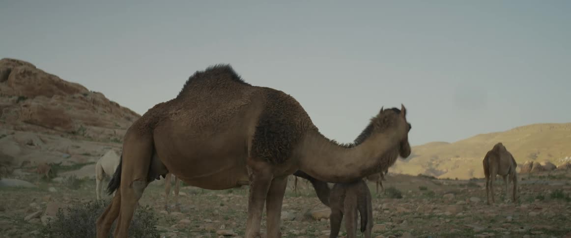 Camels in the midst of a rocky terrain with canyons around