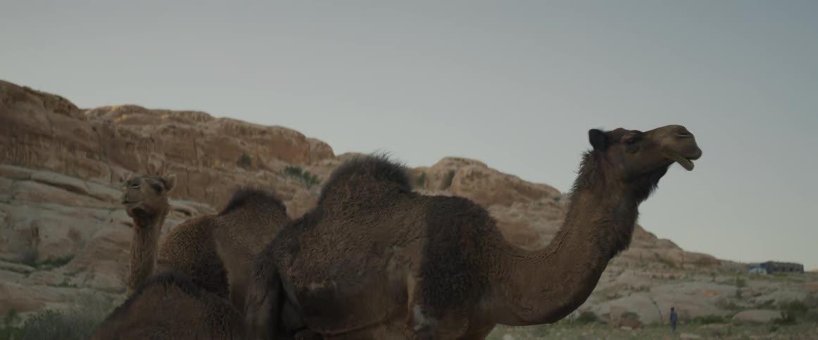 Two camels stand next to another kneeling one as a person moves near the mountain in the background
