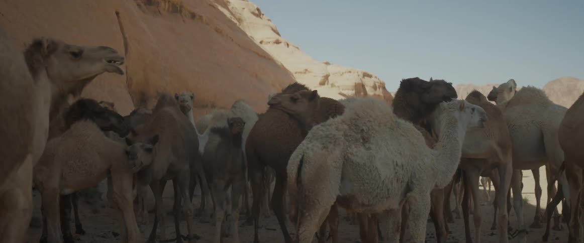 A herd of camels in the desert during the hot day