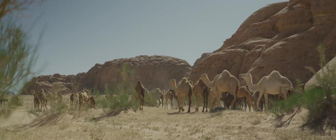 Series of camels walking on a hill in the desert on a sunny day