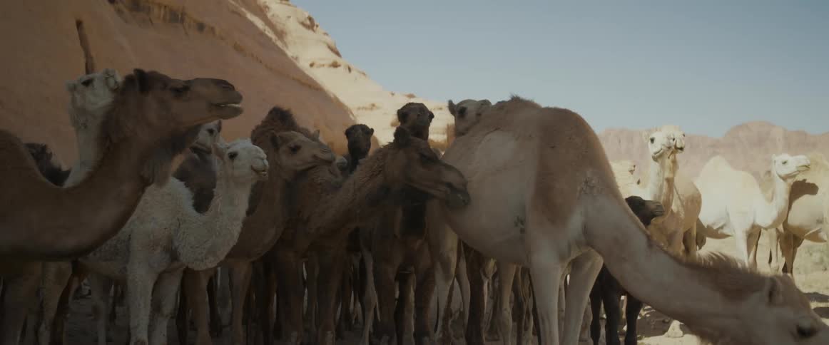 Cluster of camel calves in the midst of the desert