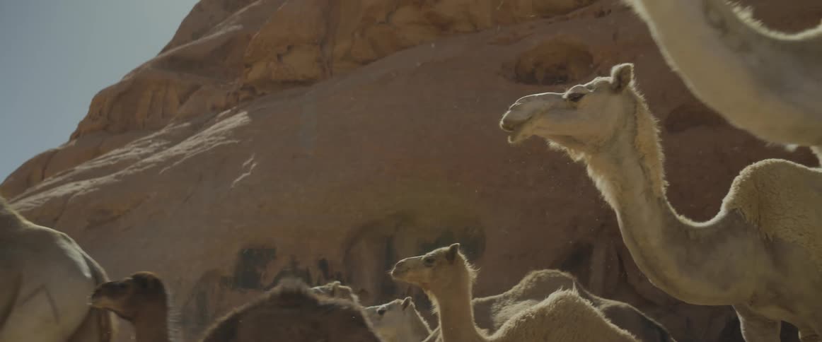 A caravan of camels moving to the left in a dirt ground