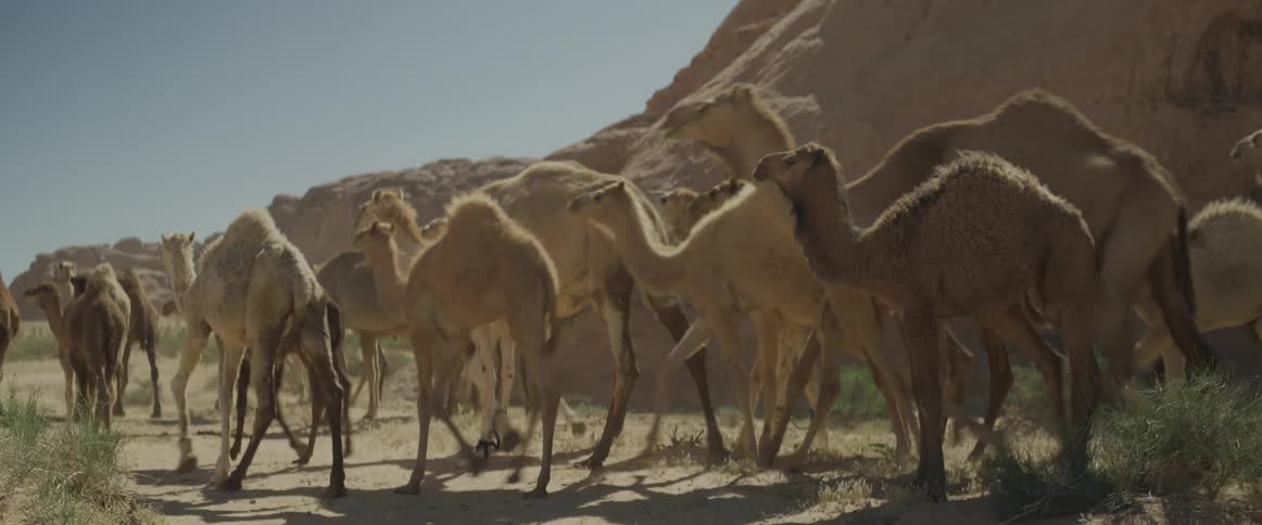 A herd of camels walking through the desert between mountains during the day
