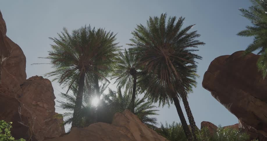 A tropical region with trees and purples and strong sunlight