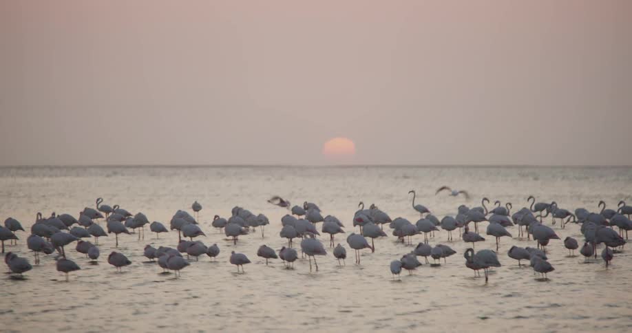 A flock of flamingos stands in the shallow water of a lake at sunset