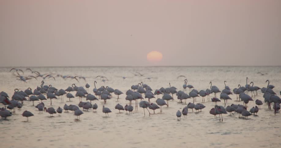 A flock of flamingos stands in the shallow water of a lake at sunset