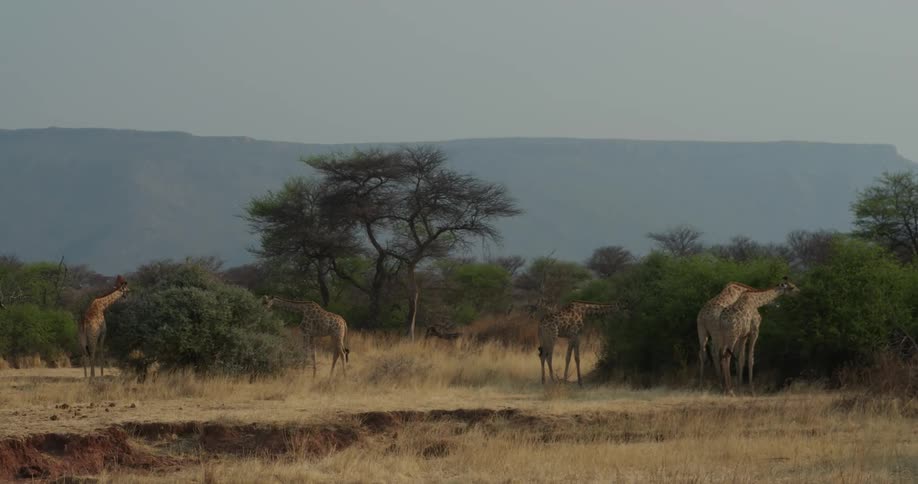 View of giraffes feeding on leaves in the jungle
