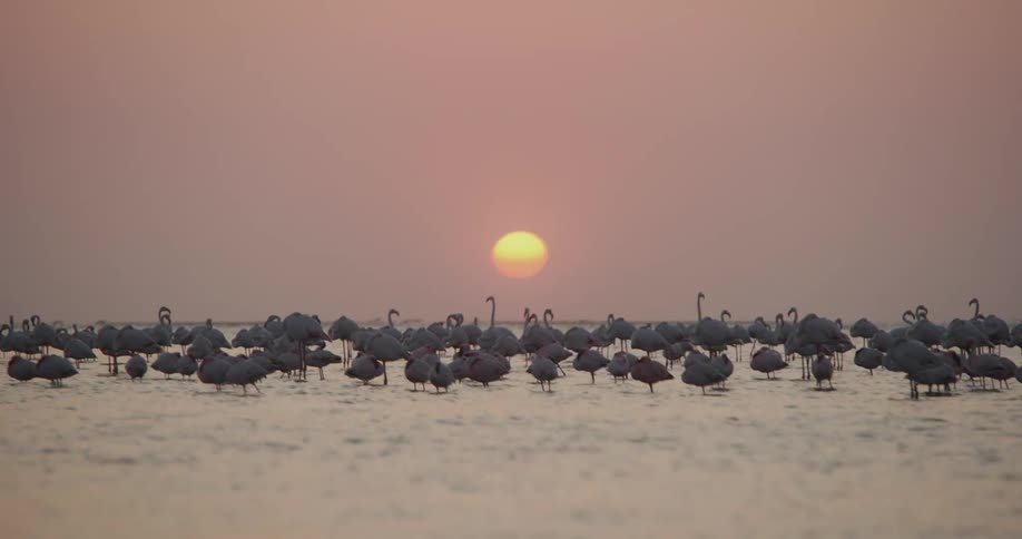 A flock of flamingos stands in the shallow water of a lake at sunset