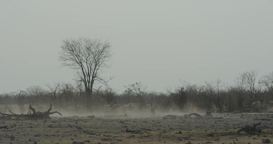 A leopard in a savanna running after a group of zebras to hunt them