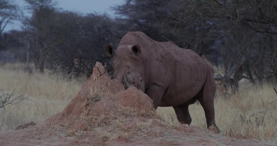 Rhinoceros in the midst of the jungle