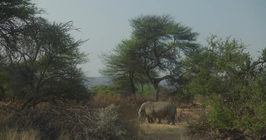 Rhinoceros in the jungle during the day
