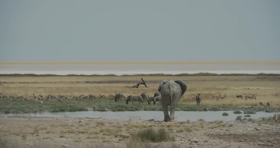 African animals gather around a lake in the savanna