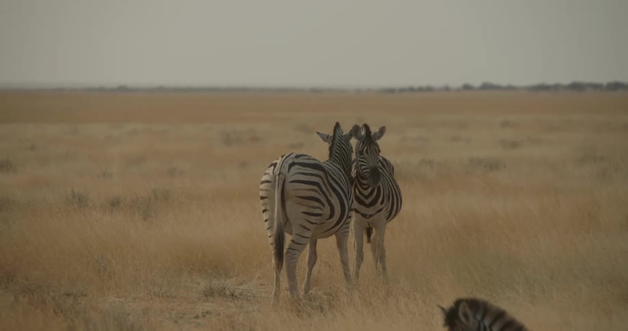 A group of zebras grazing in a savanna during the day